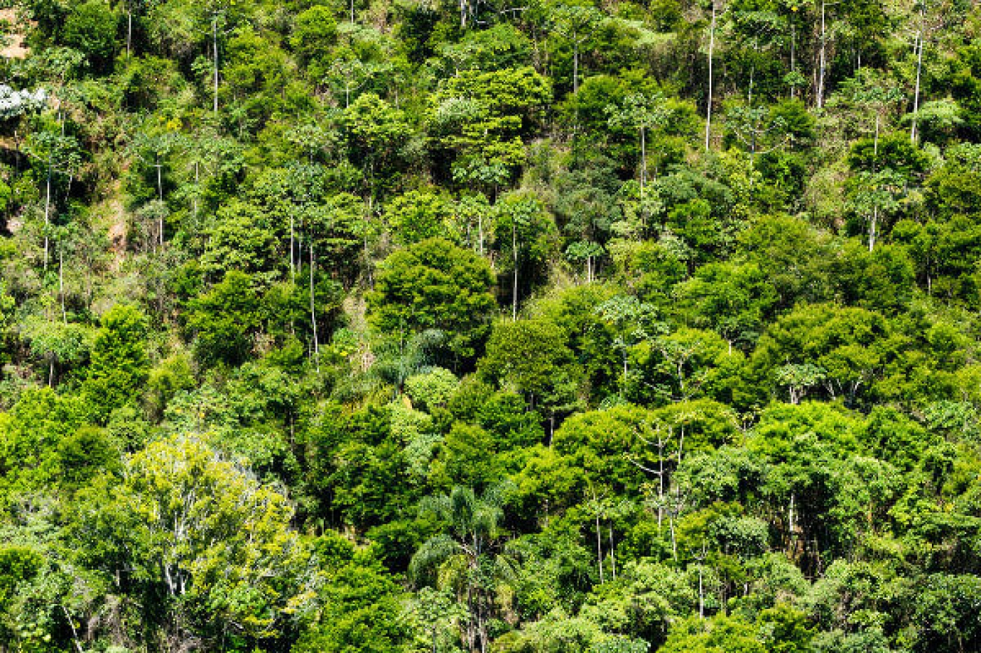 Consulta Pública sobre o Processo de Certificação FSC® de Gestão Florestal (FM) da Blue Timber Florestal Ltda. no Brasil - FSC-STD-BRA-02-2025