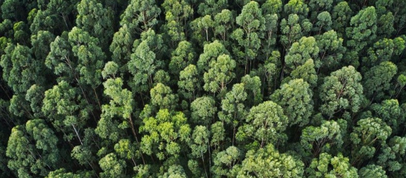 Nova acreditação FSC® Gestão Florestal na APCER