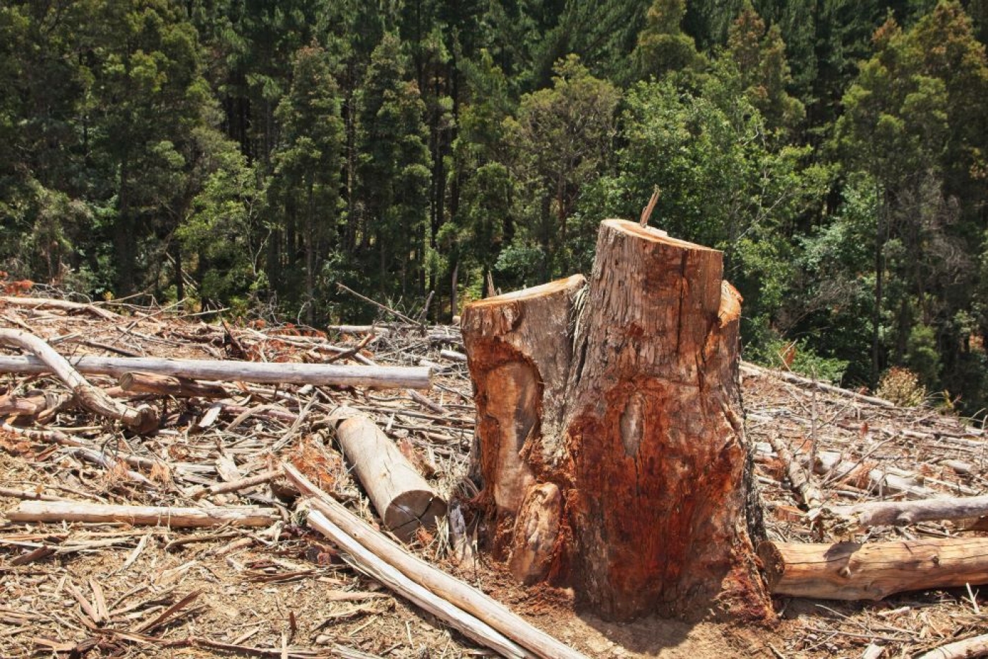 Lo que necesita saber sobre el Reglamento de la UE sobre Productos Libres de Deforestación y Degradación Forestal (EUDR)