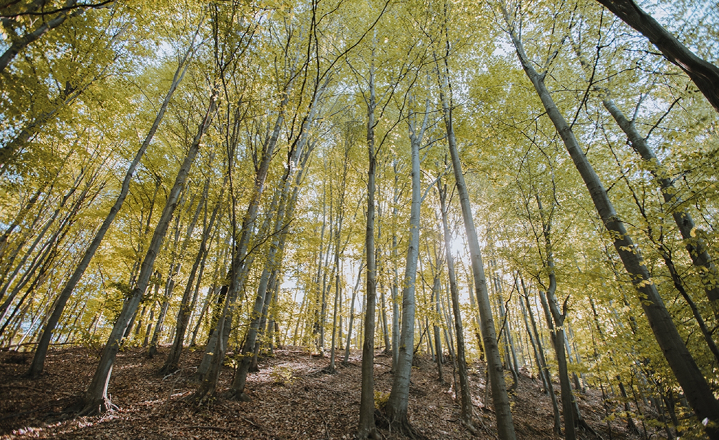 Consulta Pública sobre el Proceso de Certificación FSC® de Gestión Forestal (FM) de EDIA – Empresa de Desenvolvimento e Infra-estruturas do Alqueva, S.A. – FSC-STD-PRT-02-2025