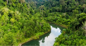 From commitment to action: FSC® EUDR with APCER